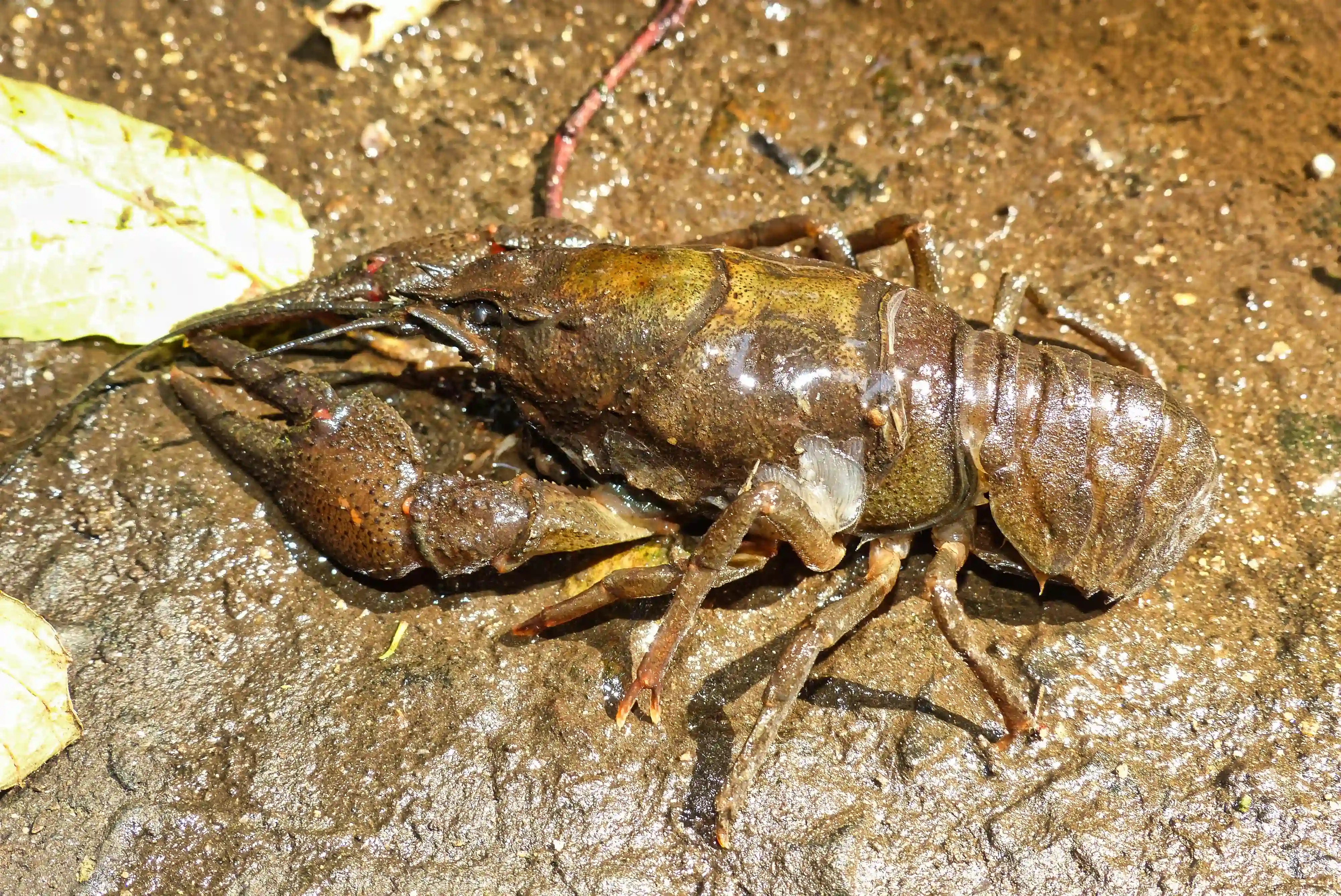 Rak v Janském potoce