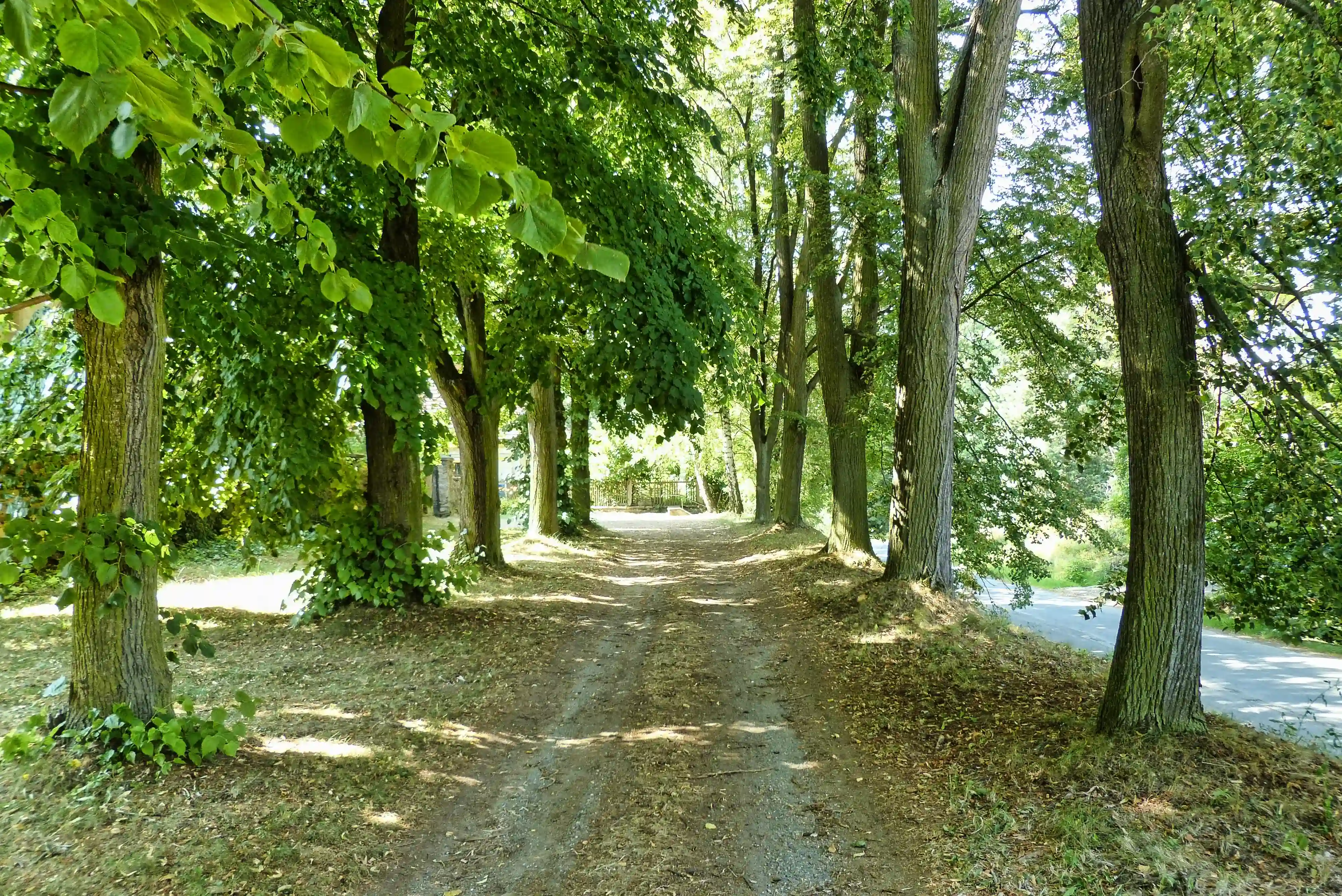 Lipová alej u kostela